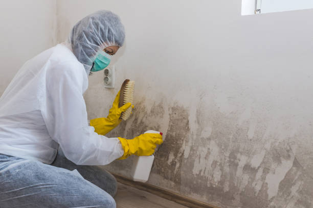 Best Mold Damage Repair  in Durant, MS