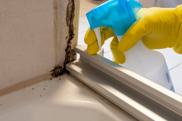 Best Fast Mold Removal  in Durant, MS