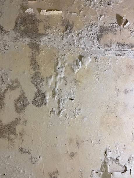 Best Certified Mold Removal  in Durant, MS