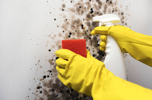 Best Local Mold Removal Service  in Durant, MS