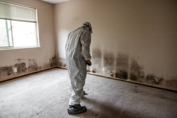 Best Attic Mold Removal  in Durant, MS