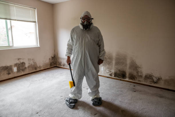 Best Black Mold Removal  in Durant, MS