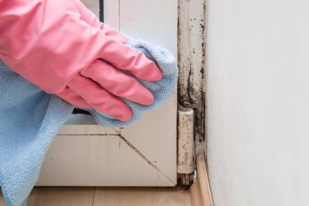 Best Crawl Space Mold Removal  in Durant, MS